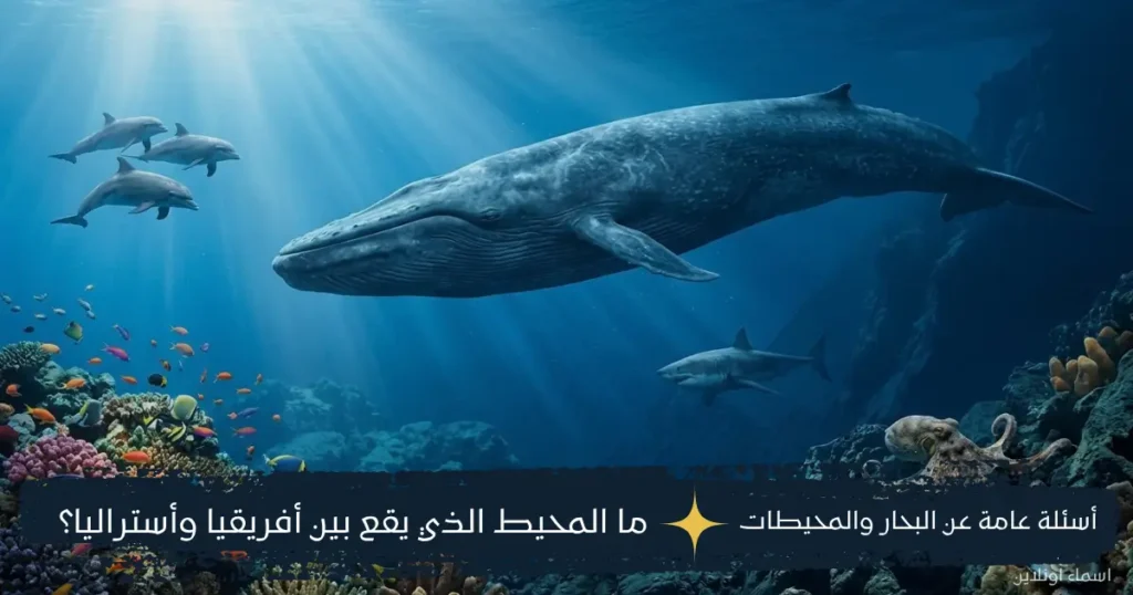 معلومات عن المحيطات والحوت والقرش والأخطبوط