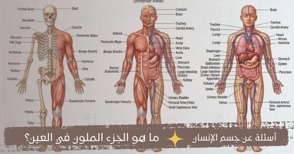 أسئلة عامة سهلة عن جسم الإنسان وأعضائه الأساسية